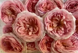 食用花 エディブルフラワーどこで買える 種類や販売店などご紹介 わびさび