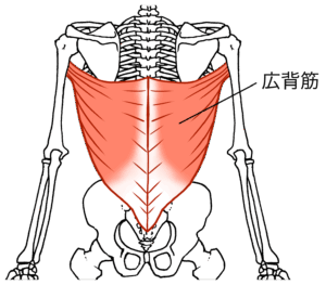 背筋　筋肉