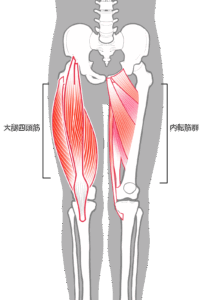 大腿四頭筋　筋トレ