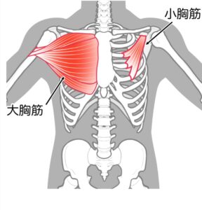 大胸筋