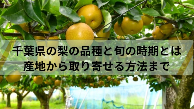 千葉県の梨のお取り寄せグルメ