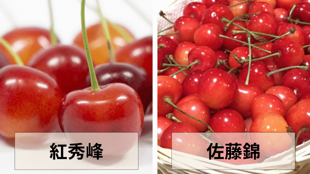さくらんぼの紅秀峰と佐藤錦の違いとは？特徴を徹底比較！ ｜ わびさび さくらんぼ佐藤vs紅